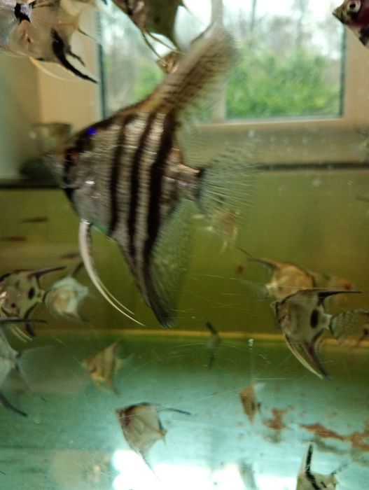 Młode Skalary zebra od 10 cm w żaglu