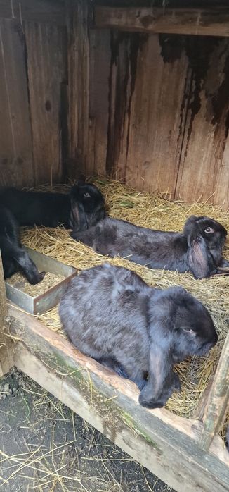 Krolik Baran francuski czrny i szary samica