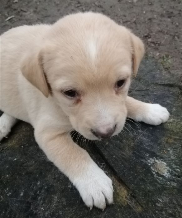 Дівчатка, метиси лабрадора.