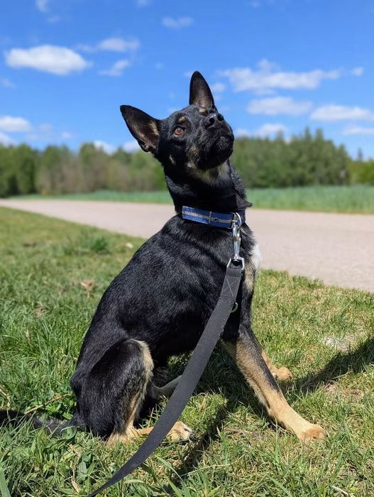 Mlody, energiczny Tobi poleca się do adopcji