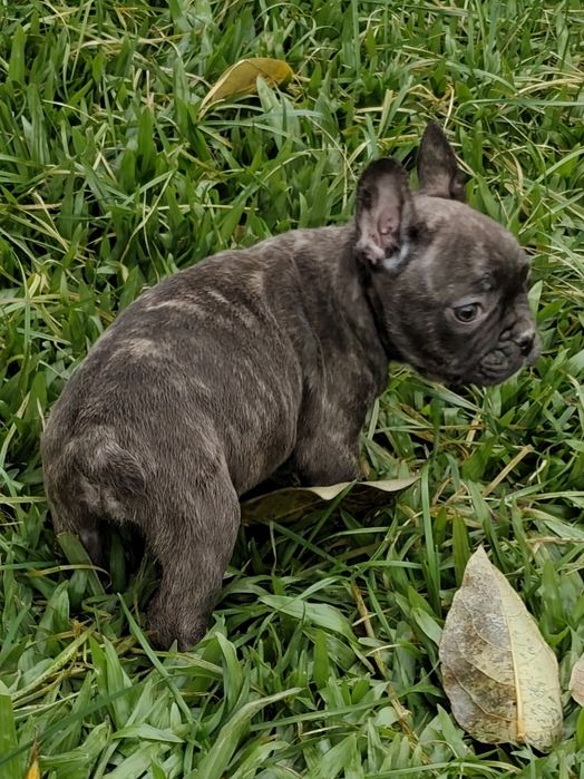 Bulldog Francês fêmea disponível