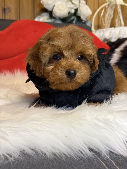 Мальтіпу , яскравий хлопчик.