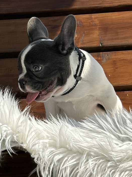 Buldog francuski piesek