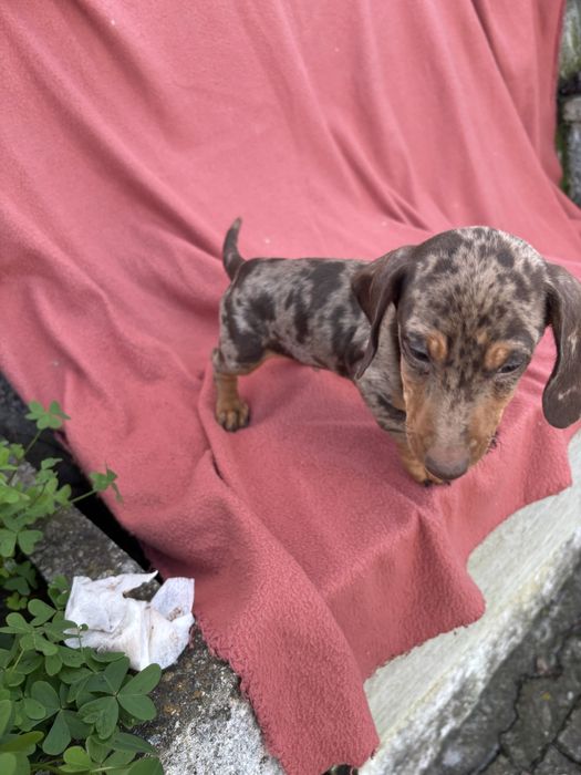 Teckel macho miniatura