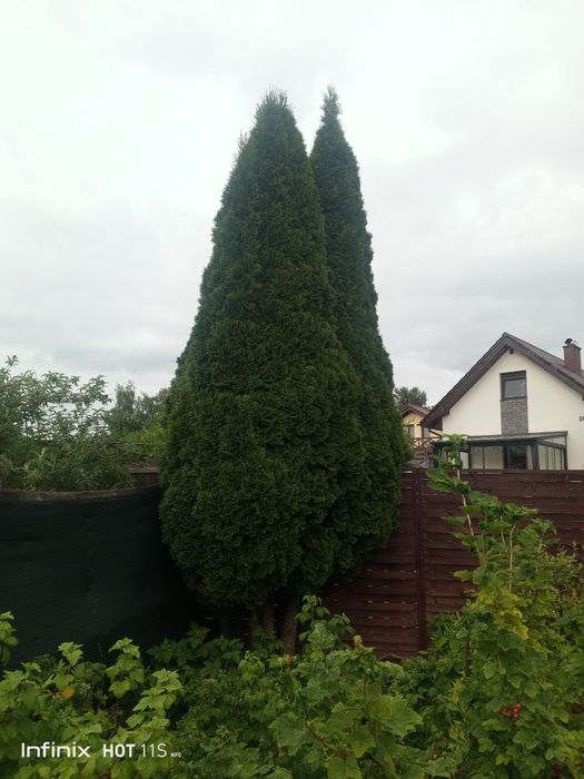 Tuja szmaragd 450-500cm