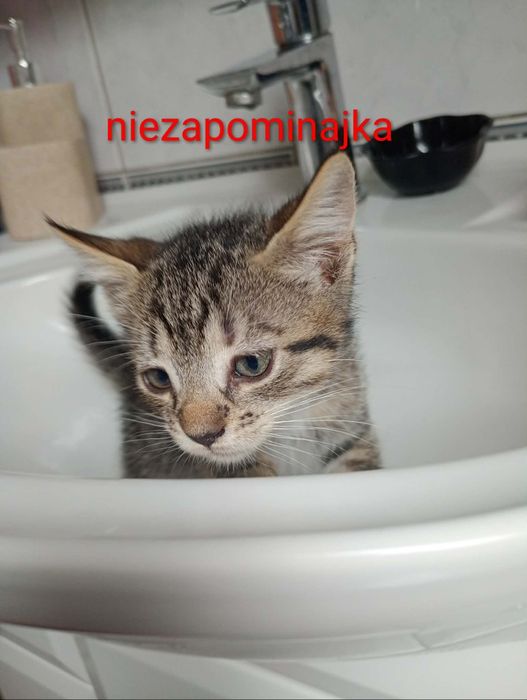 Kwiatuszki szukaja domków