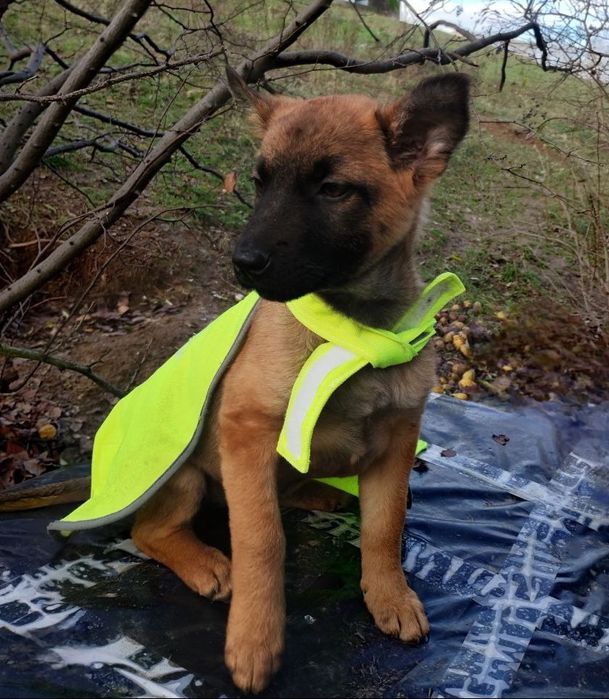 Отдам даром в добрые руки щенков