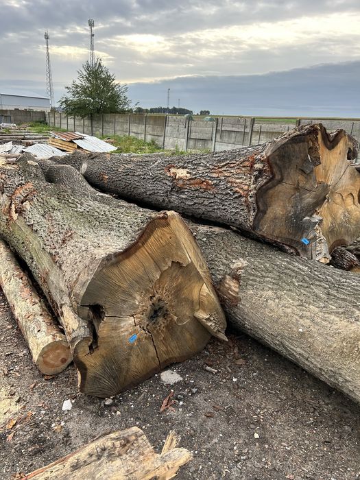 Dąb tartaczny drewno dłużyca