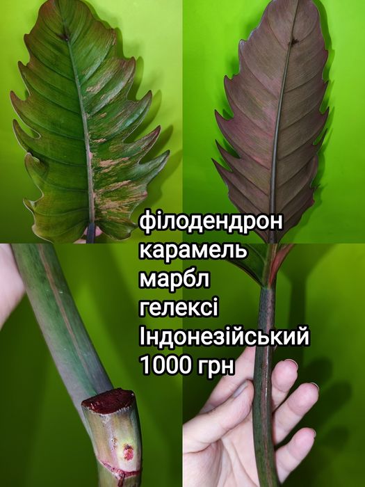 Філодендрон карамель марбл гелексі Індонезійський, фікус шріверіана муншайн, аглаонема лемон мінт, філ медуза/бурле маркс