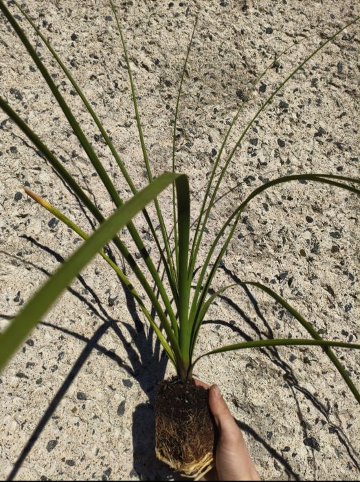 Nolina Hibernica Mrozoodporna (- 15 ) jak juka yucca kordylina palmy