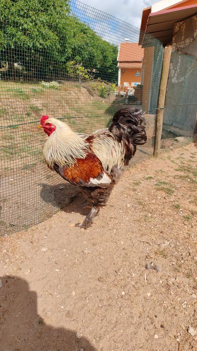 Ovos galinhas Brahma Garnizes miniatura