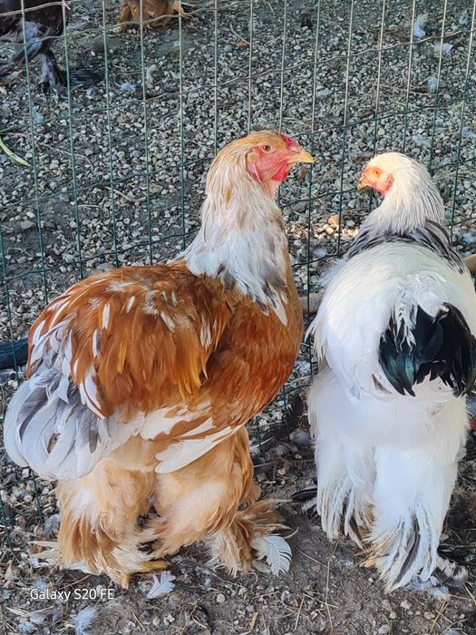 Galos e galinhas  brahma