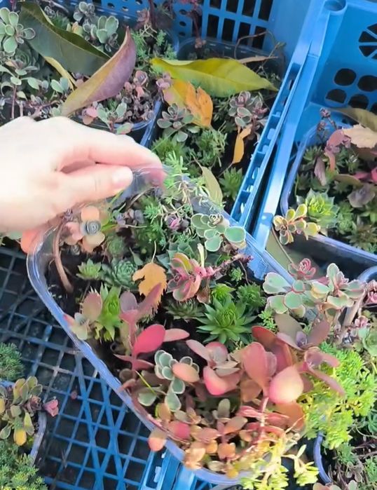 Продаж та догляд за рослинами