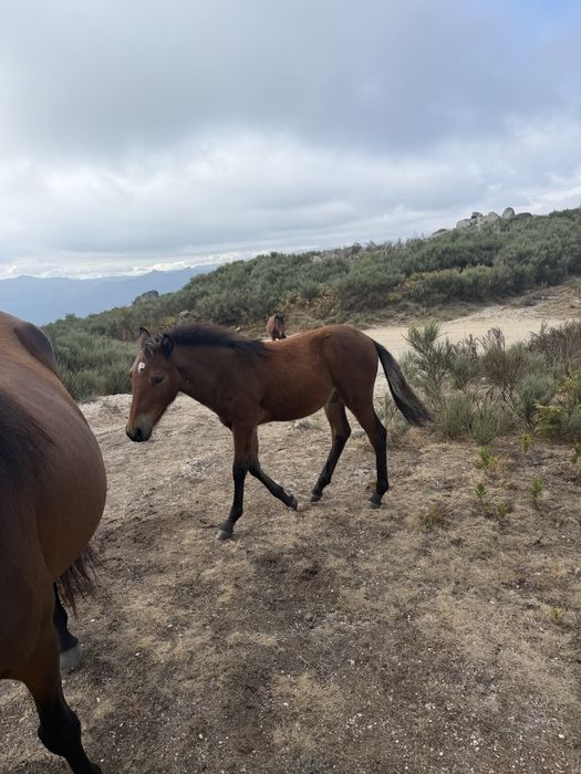 Poldro Garrano 5 meses