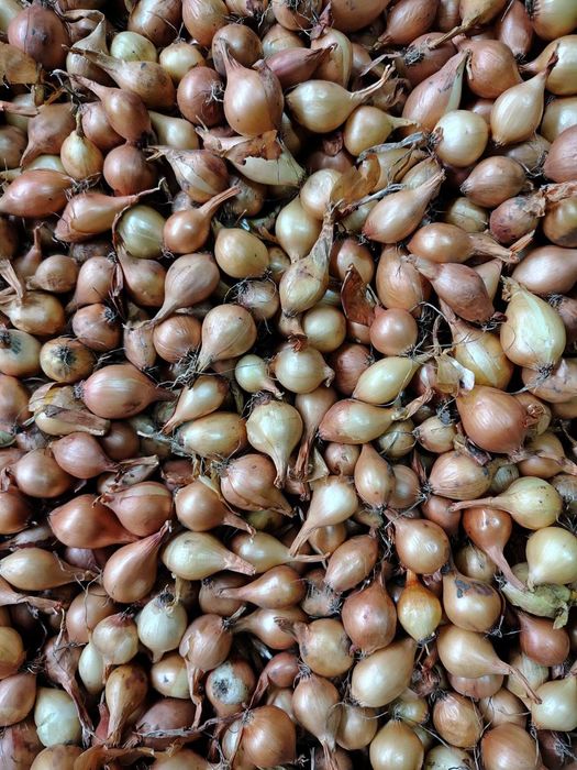 Цибуля сіянка тиканка Радар, Штуттгарт, Стурон, Чеботарський, Сноубол,