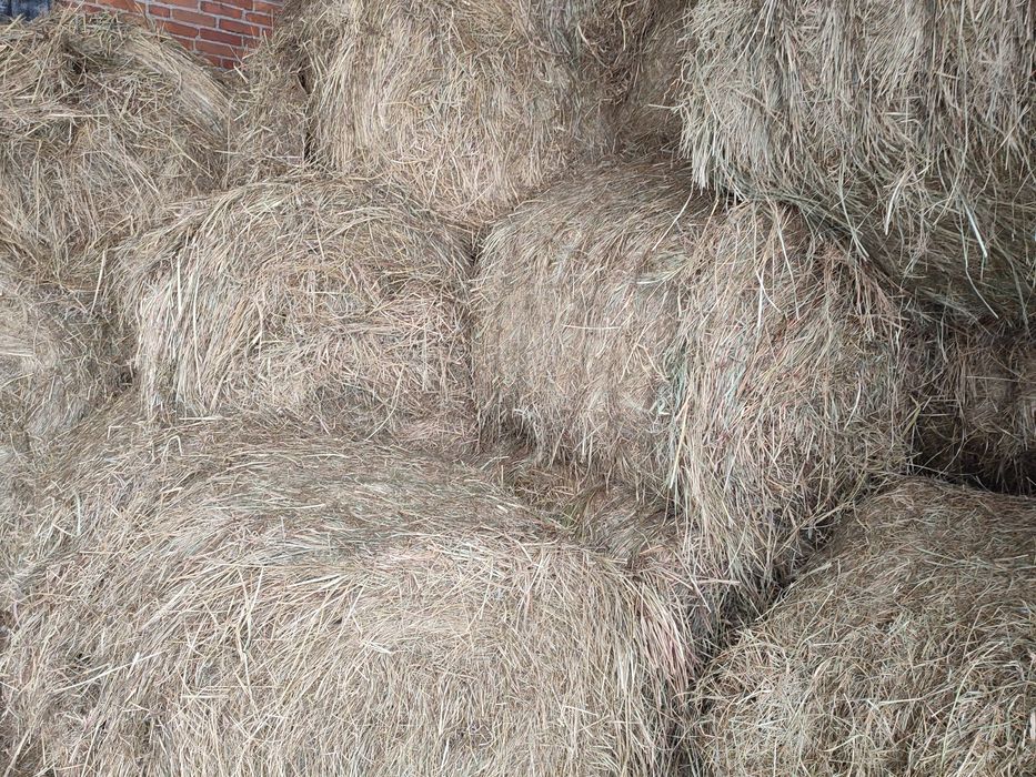 Siano 50 bel 120x120