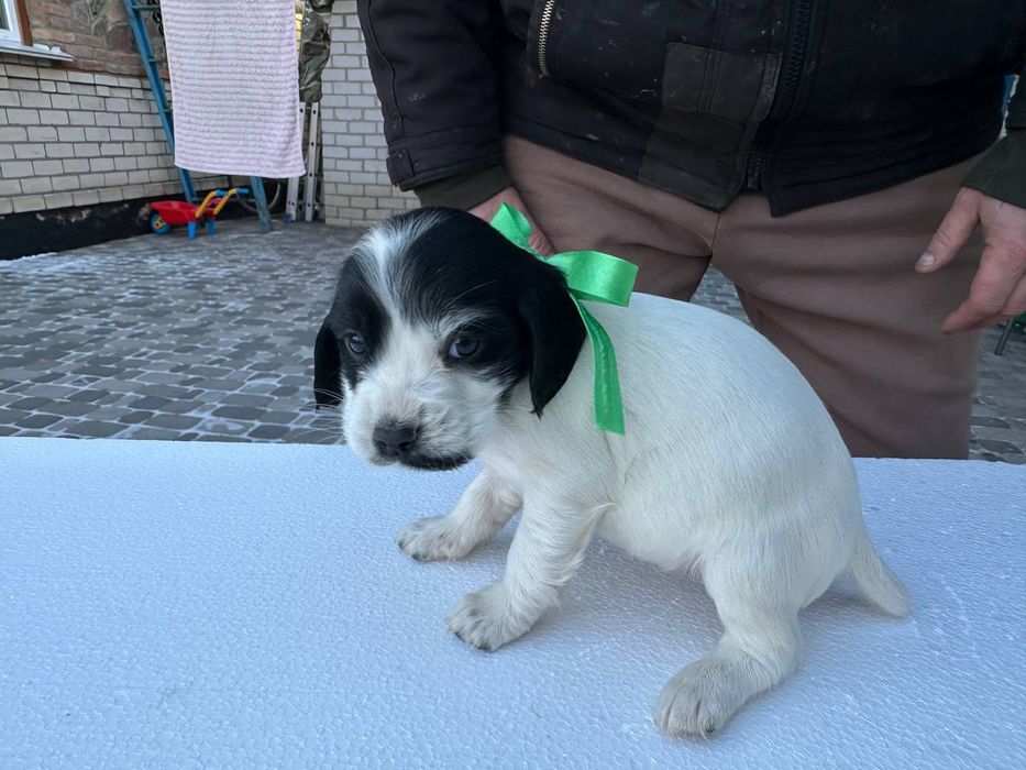 Цуценята мисливського спаніеля