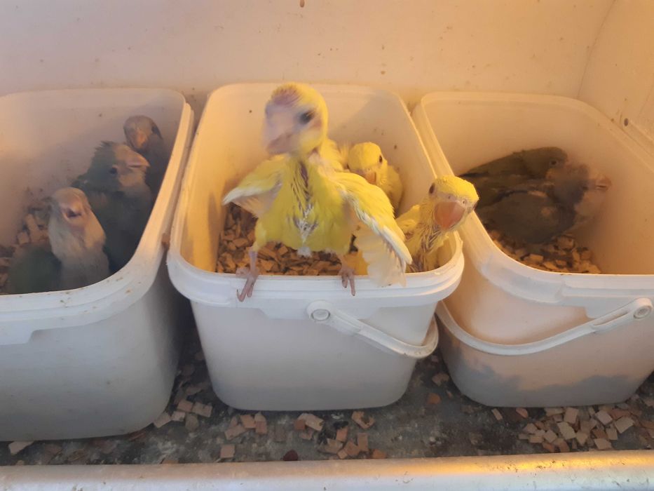 PAPUGA ALEKSANDRETTA obrożna ręcznie karmiona