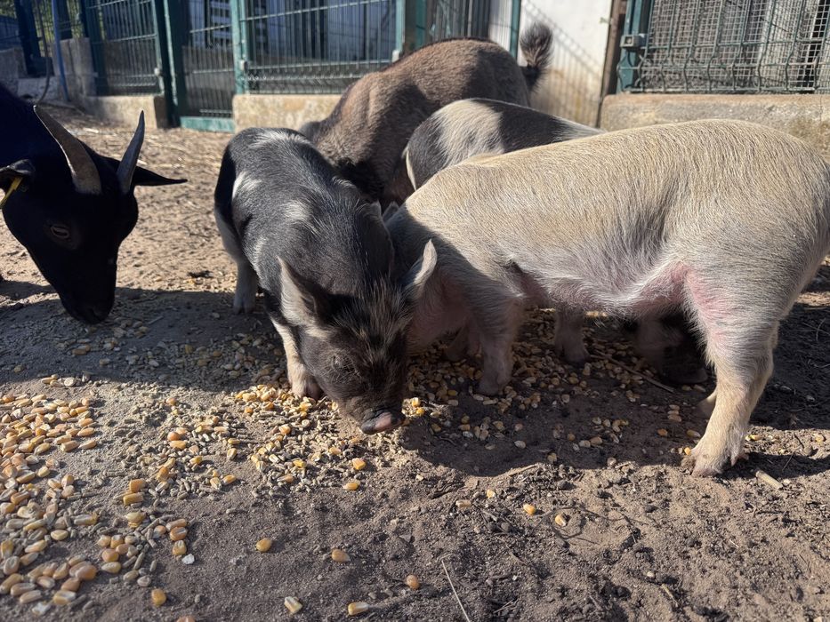 Porcos  KuneKune
