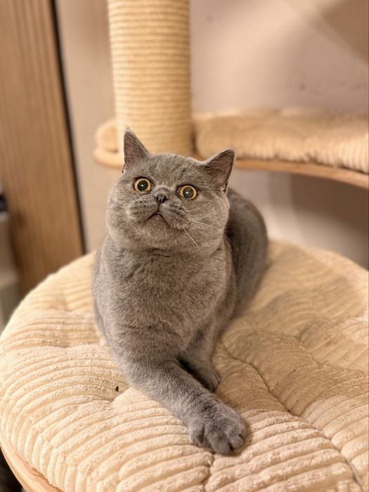 Szkocki prostouchy kocurek