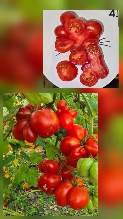 Kolekcjonerskie nasiona pomidorów