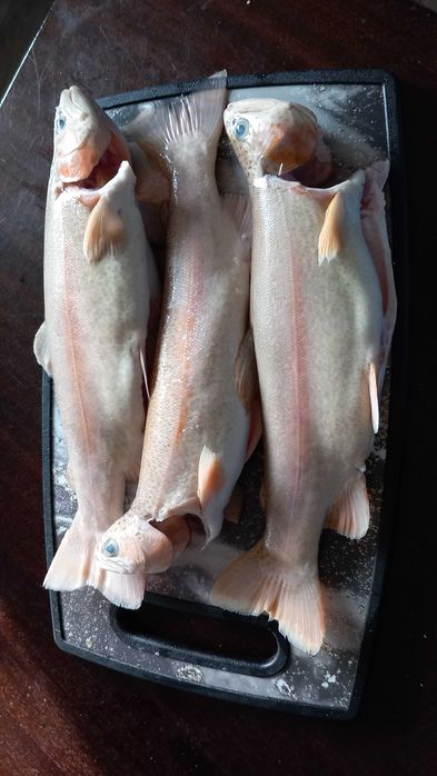 Spdzedam pstragi patroszone