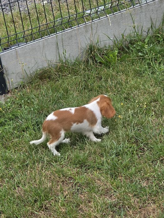 Cavalier king charles spaniel - urocza suczka