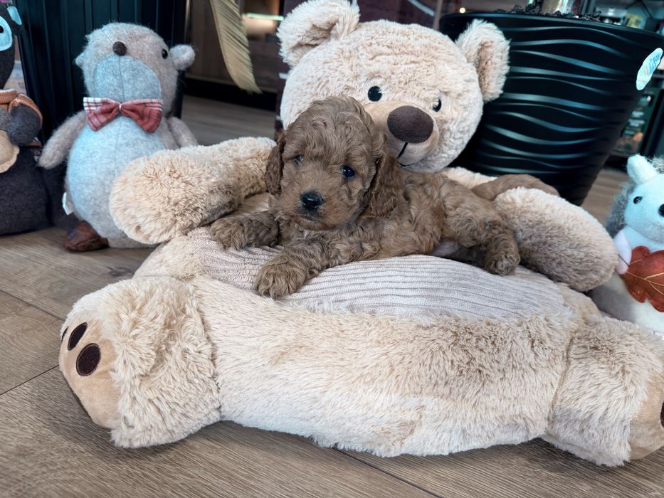 Cavapoo f1b piesek