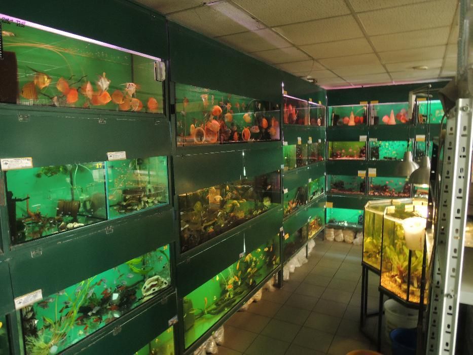 Papuga nimfa,Papuga nimfa