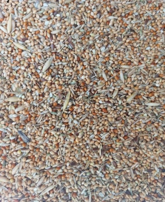 Pokarm dla zeberki 25 kg. GRATIS proso senegalskie 200 g