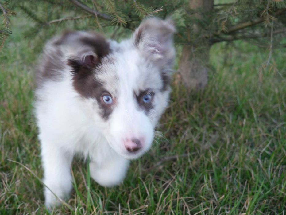 Border Collie- Niebieskooki piesek