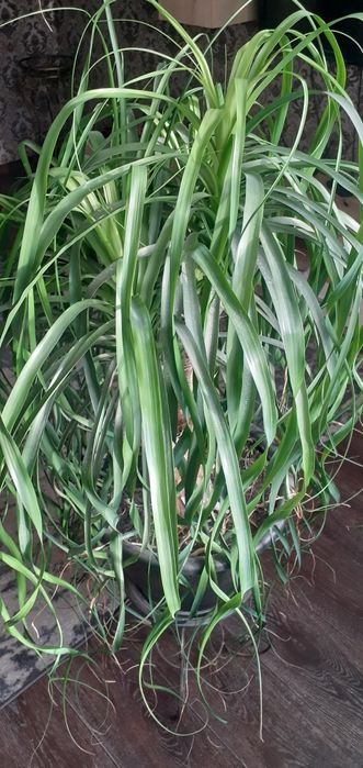 Бокарнея Нолина пляшкове дерево