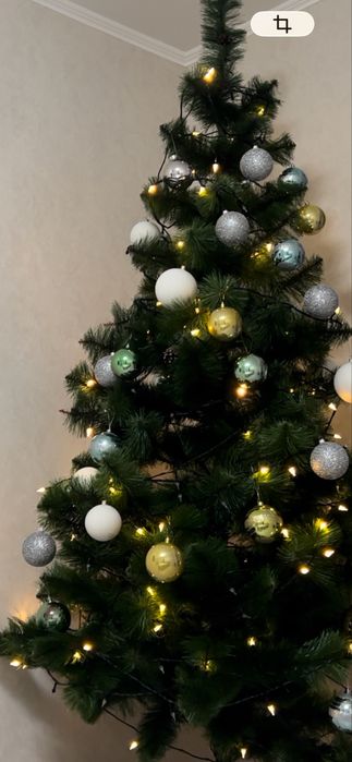 Продам  искустаенную Елка сосна