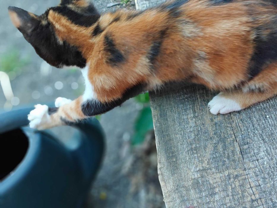 Шукають родини кошенята 3 місяці