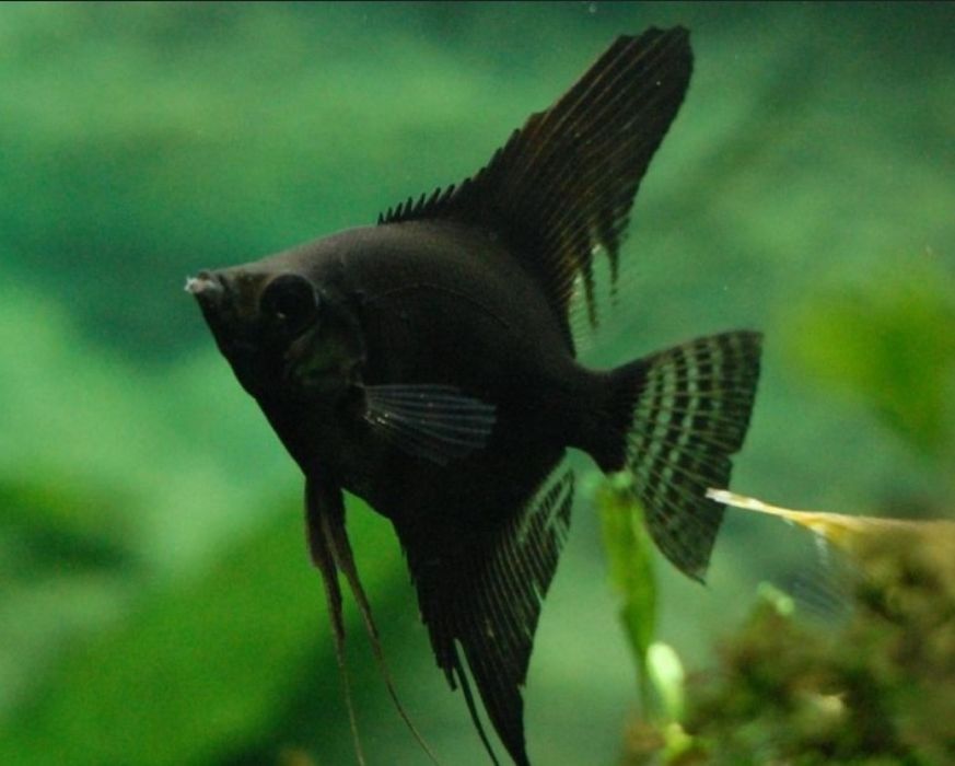 Скалярія скалярия полосата платинова петушок