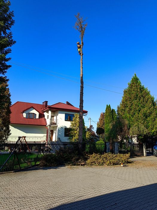 Usługi rębakiem spalinowym Wycinka Drzew