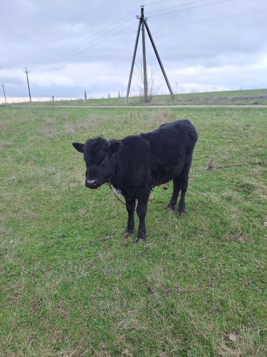 Продам бичка на докорм