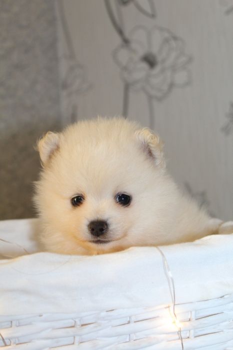 Супер міні шпіцулі