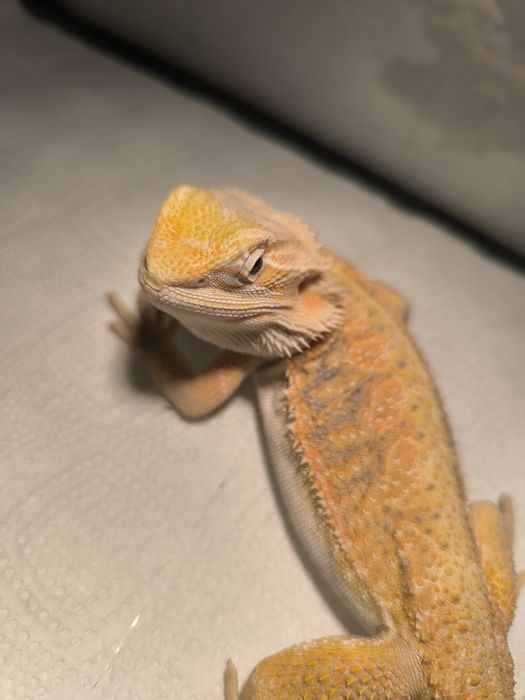 Agama brodata samiec