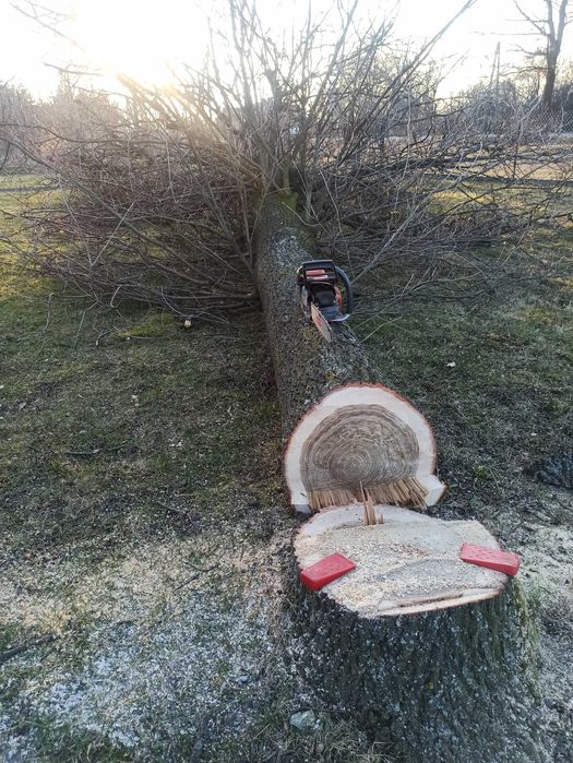 Wycinka drzew, usuwanie pni niedrogo.