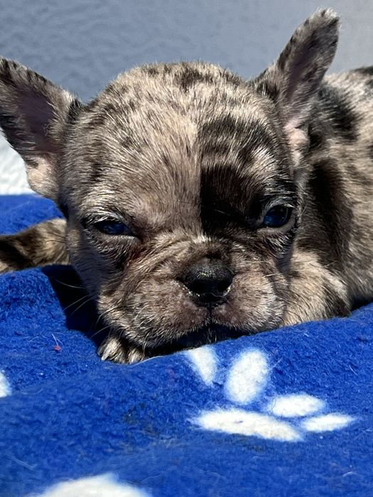 Bulldog frances  femea  merle olhos azuis