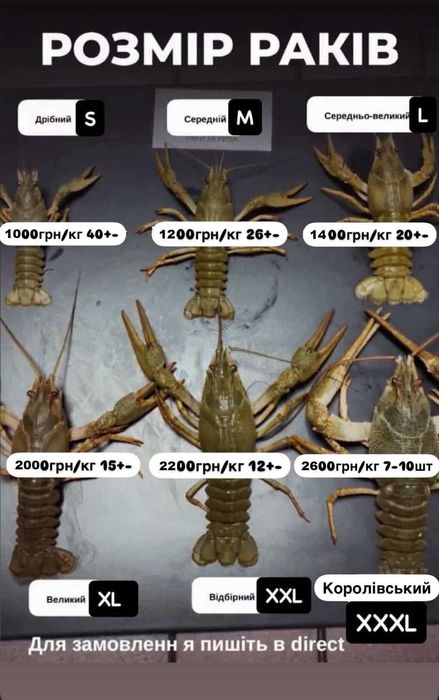 раки різних розмірів.