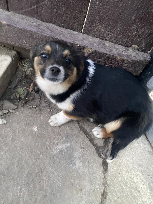 Собачка маленька