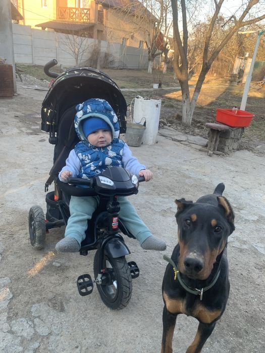 Ідеальний молодий кабель для вʼязки - доберман, вік 1.3 вага 45 кг