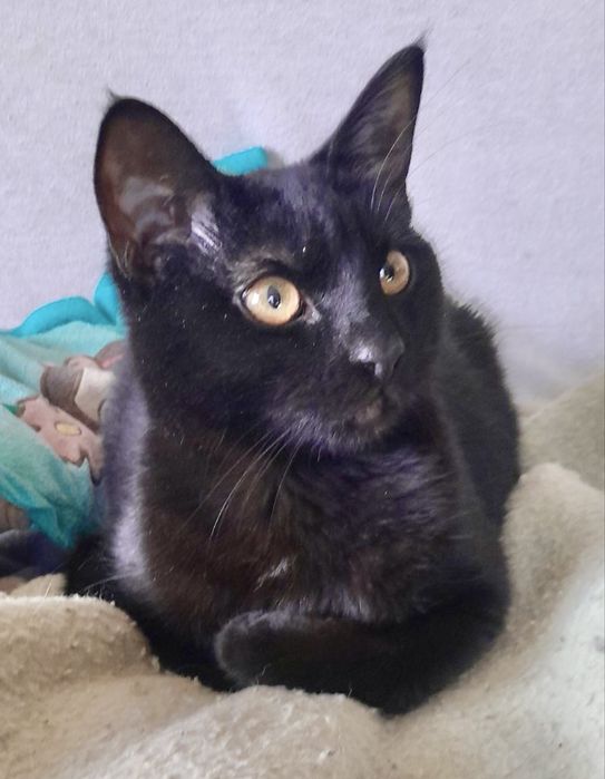 Котята 4мес красивая кошечка черная котик черный табби кішечка котенок