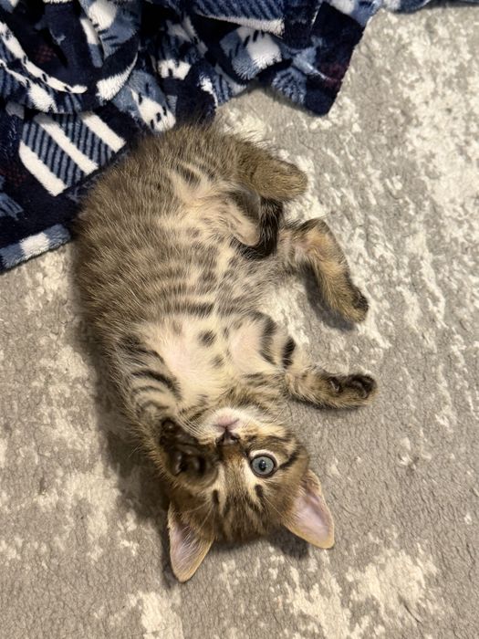 Кошеня хлопчик окрасу таббі