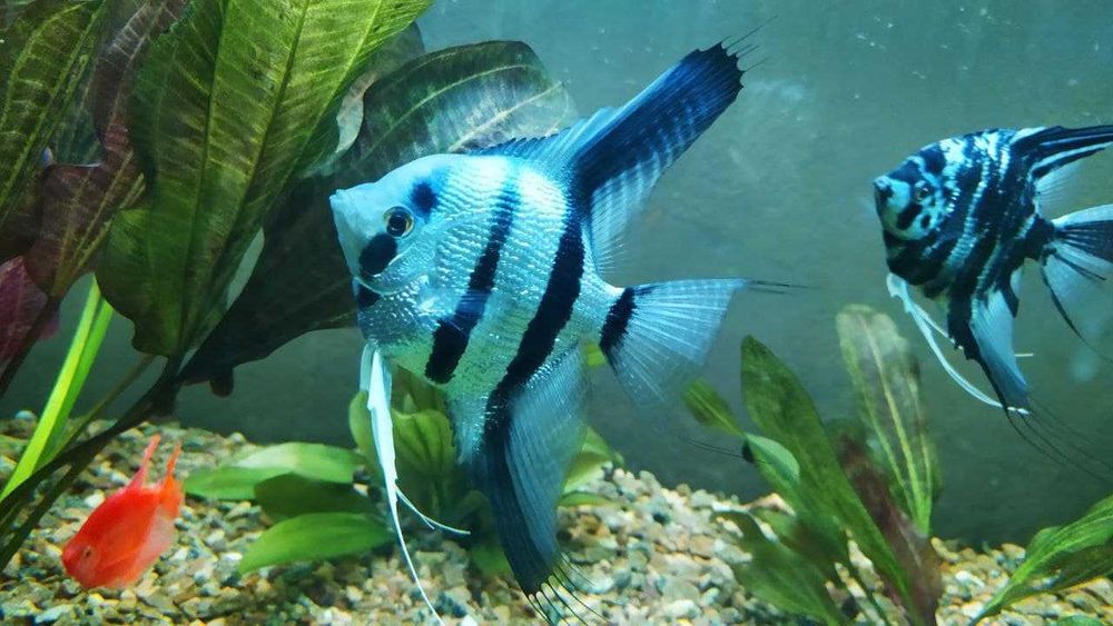 Скалярії  (angel fish)