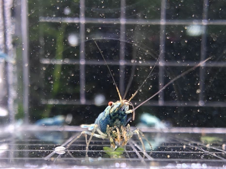 Krewetki Caridina Blue Bolt