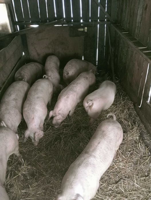 sprzedam tuczniki 100-120 kg