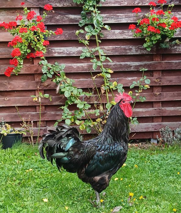 para kur australorp czarny